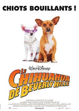 photo Le Chihuahua de Beverly Hills