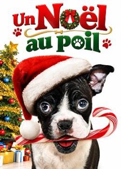 photo Un No&euml;l au poil
